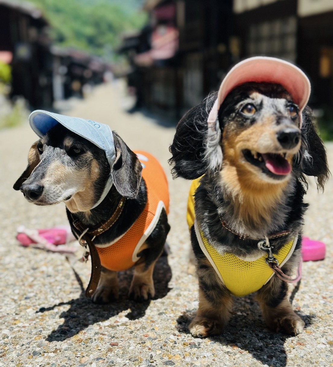 ミニチュアダックス